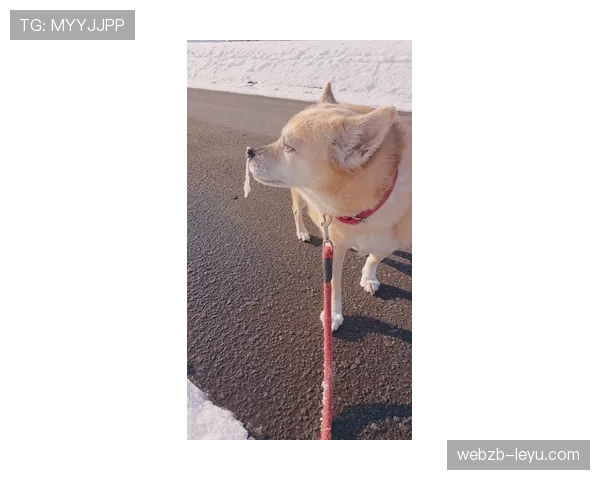 史梦瑶每天喝的水都是定制的，我连她家狗喝啥牌子都好奇
